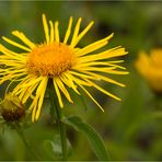 Weidenblättrige Alant (Inula salicina).