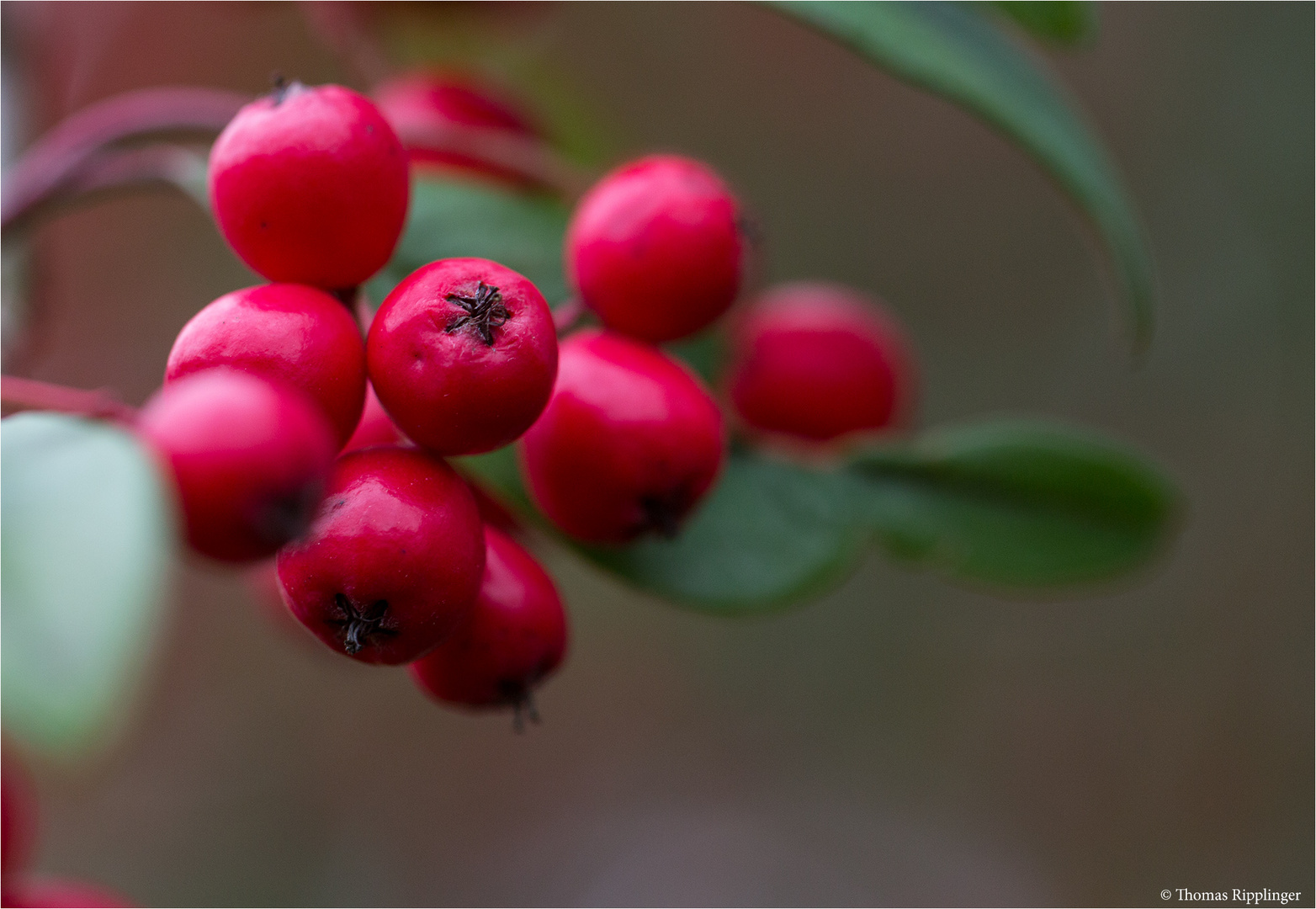 Weidenblättrige Zwergmispel (Cotoneaster salicifolius).