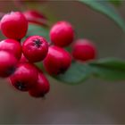 Weidenblättrige Zwergmispel (Cotoneaster salicifolius).