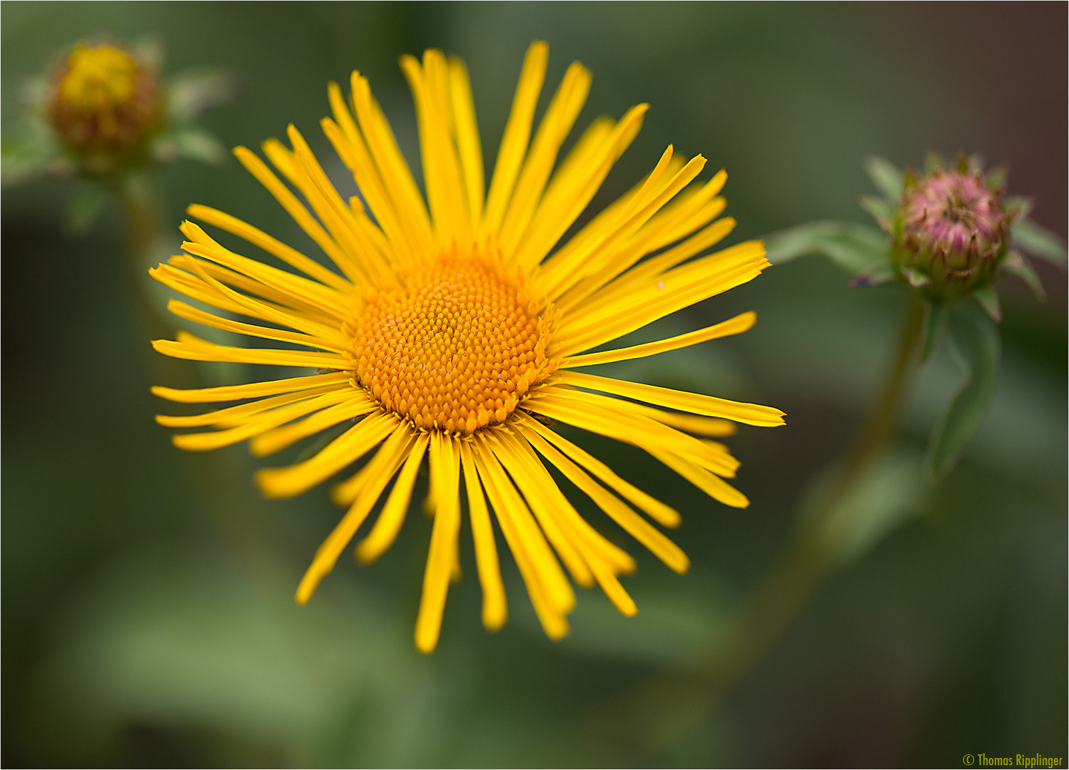 Weidenblättriger Alant oder Weiden-Alant (Inula salicina)