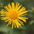 Weidenblättriger Alant oder Weiden-Alant (Inula salicina)