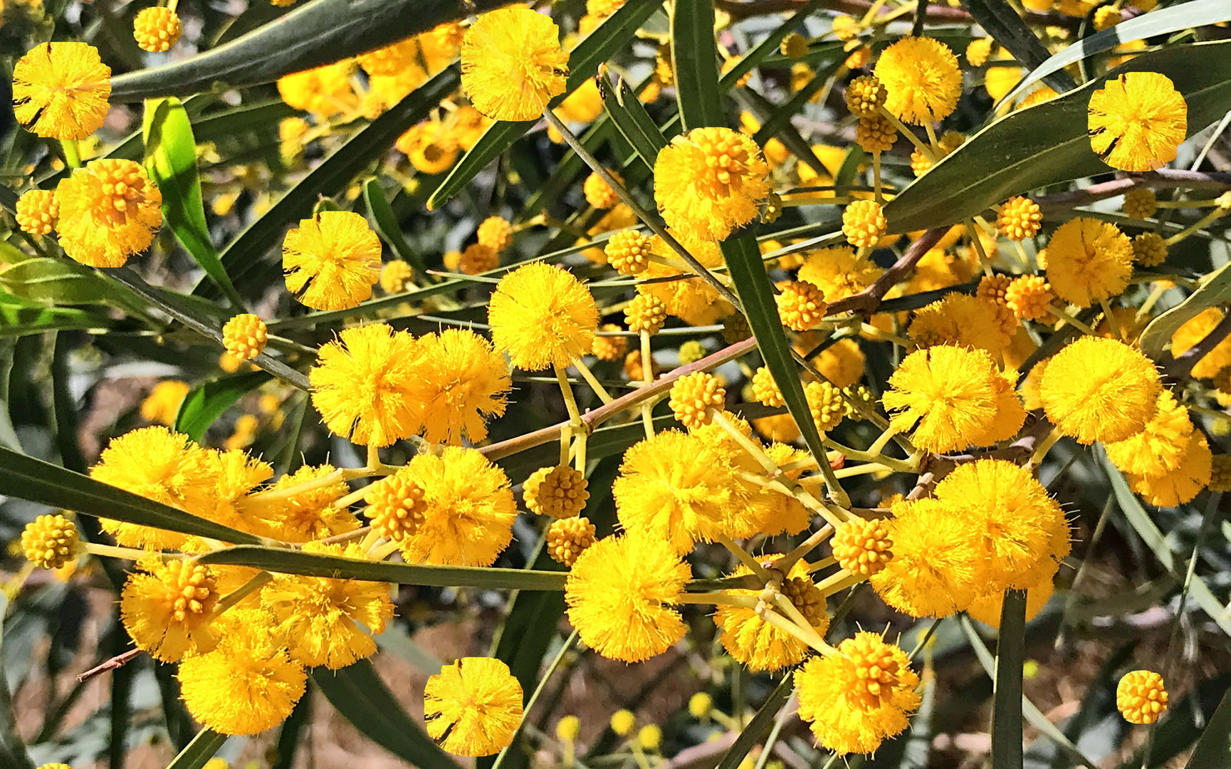 Weidenblatt-Akazie (Acacia saligna)