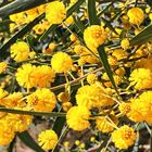 Weidenblatt-Akazie (Acacia saligna)