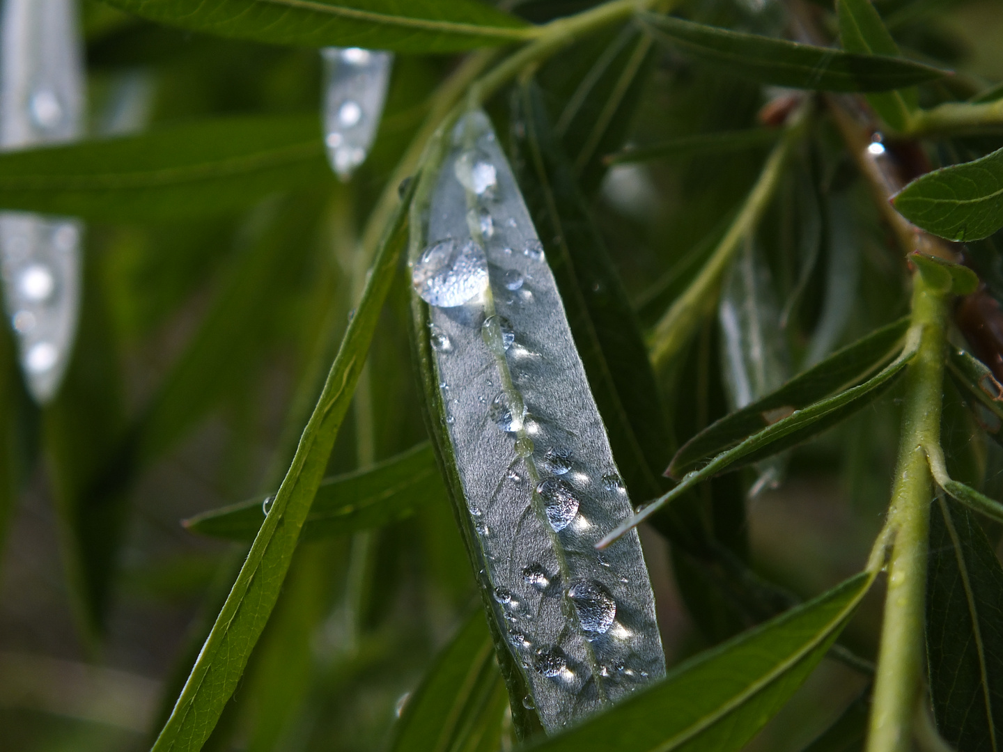 Weidenblatt nach Regen