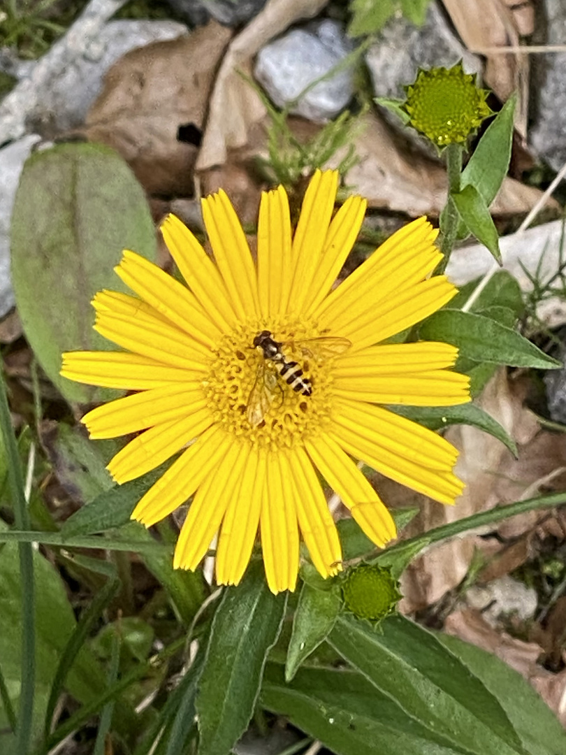 Weidenblatt-Rindsauge