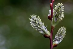 Weidenblüte