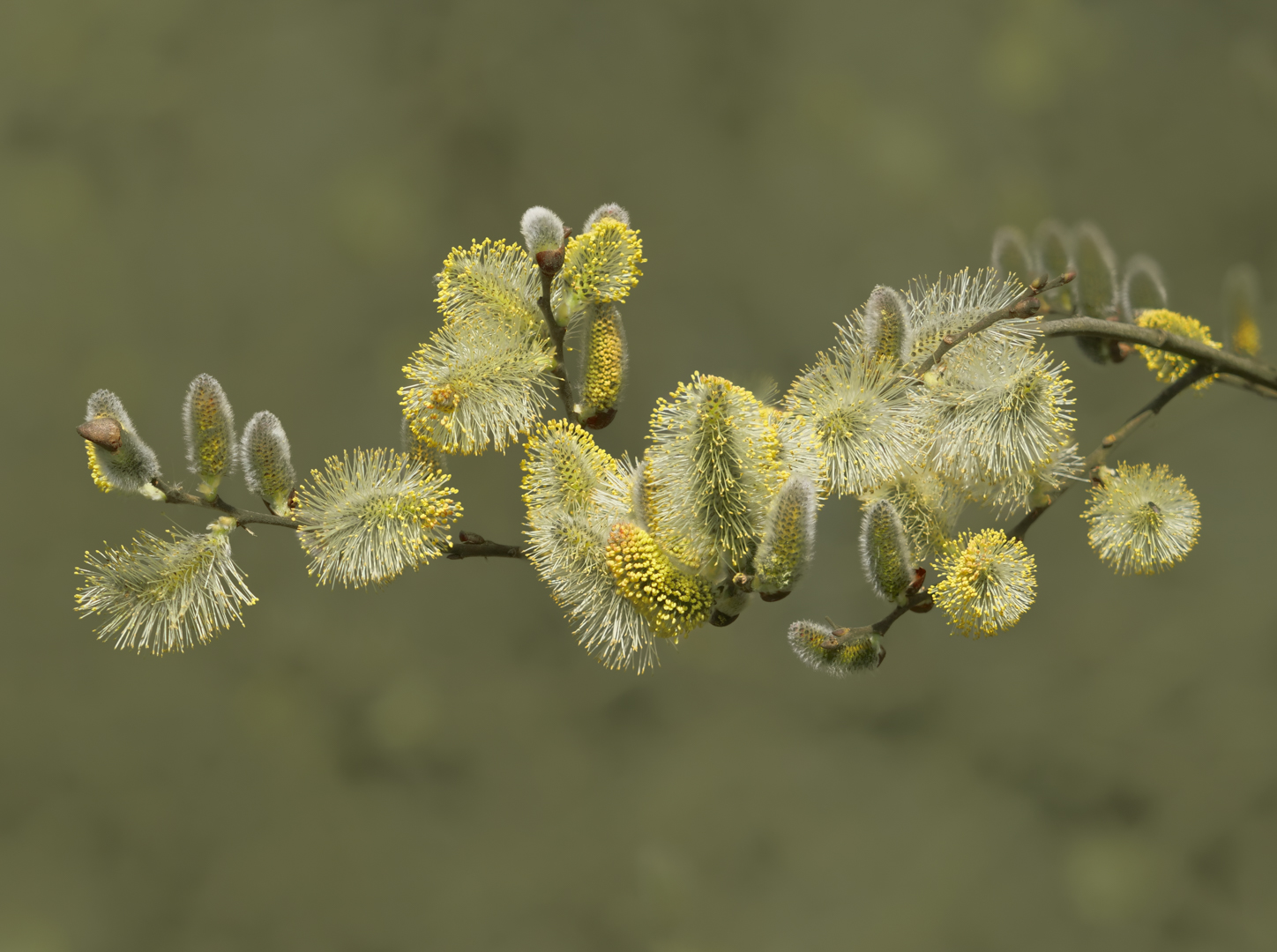 Weidenblüte