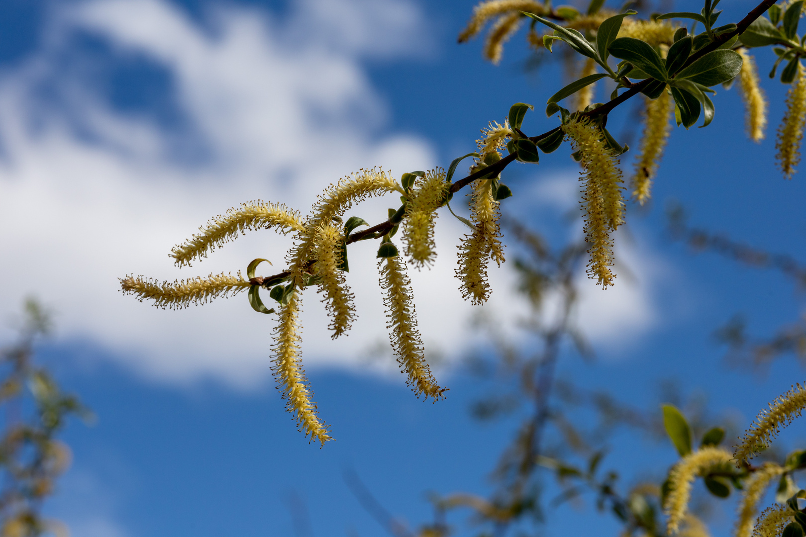 Weidenblüte