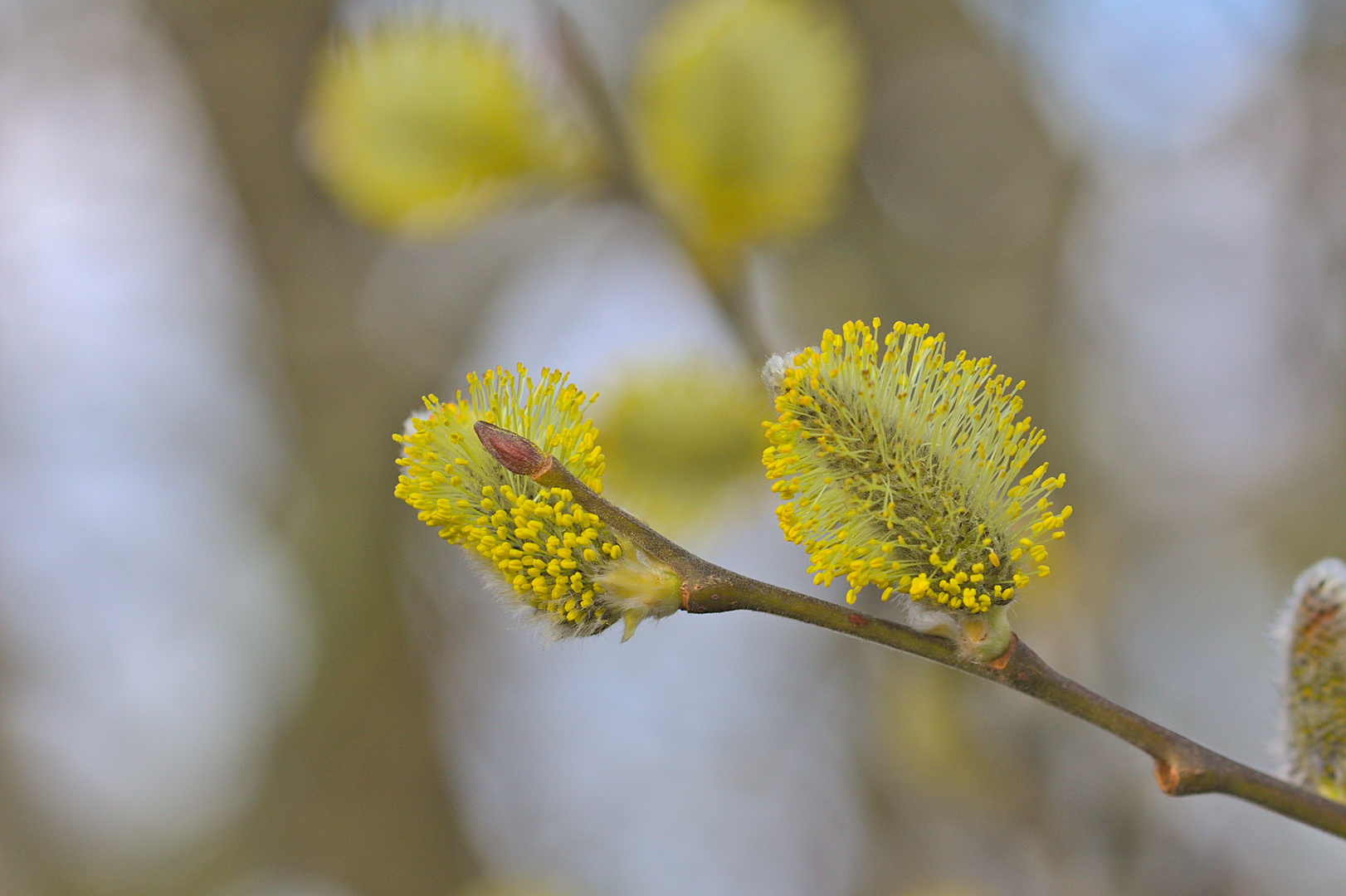 Weidenblüte