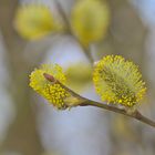 Weidenblüte