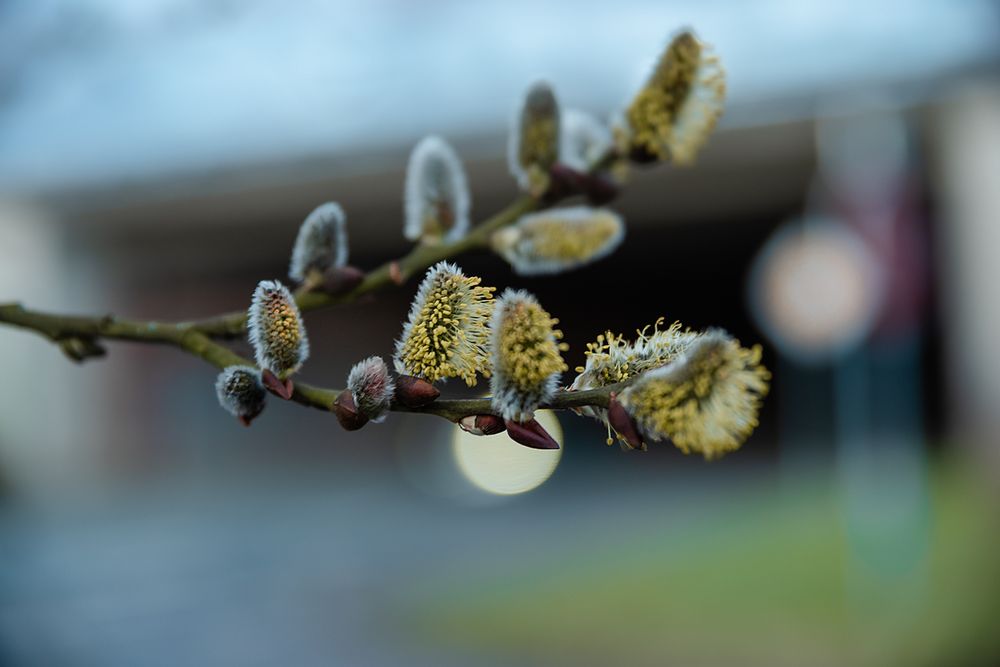 Weidenblüte