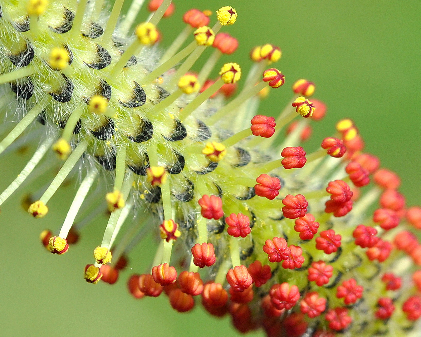 Weidenblüte