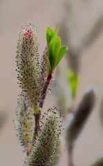 Weidenblüte