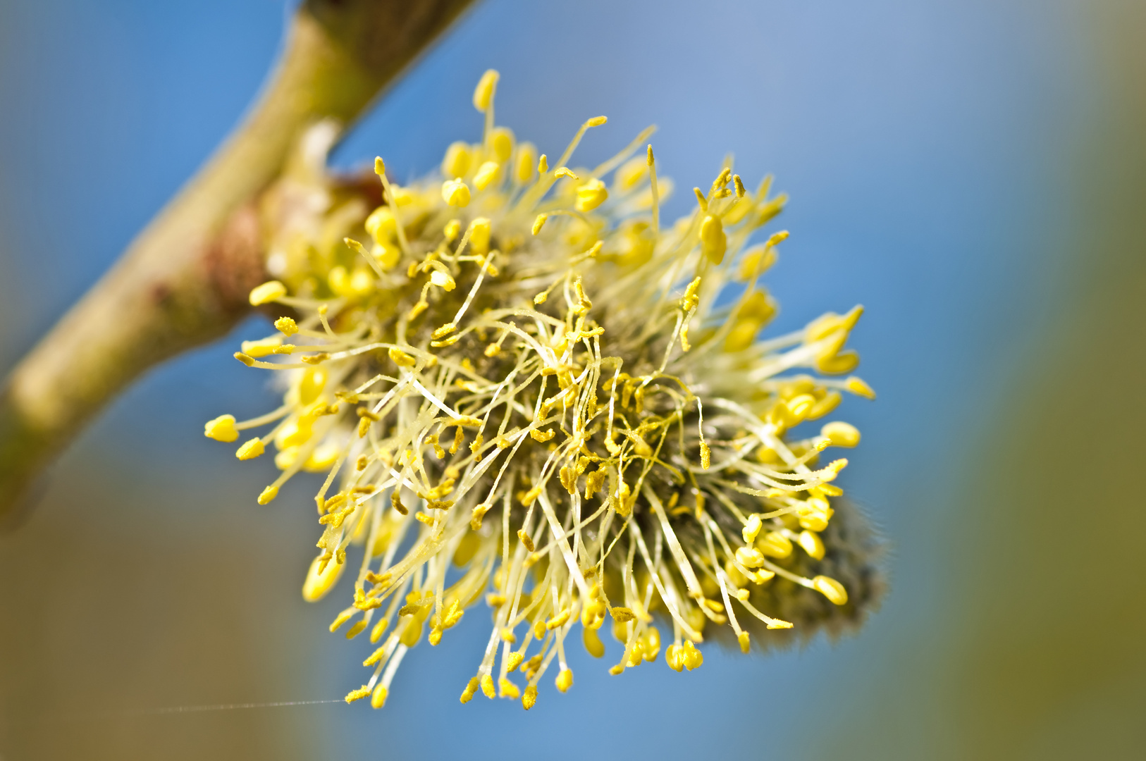 Weidenblüte