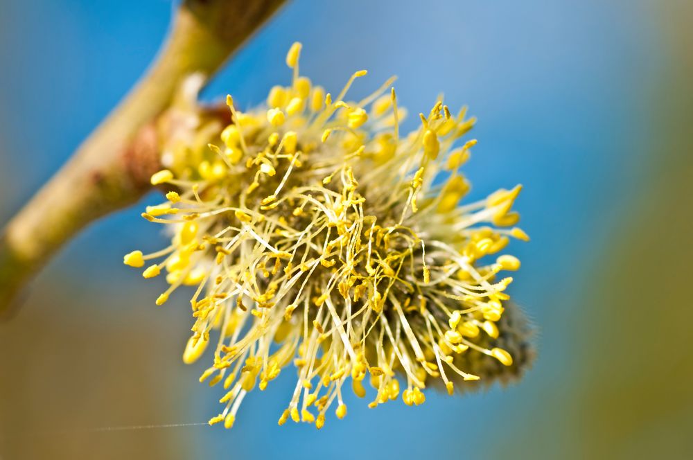 Weidenblüte von chinajo 