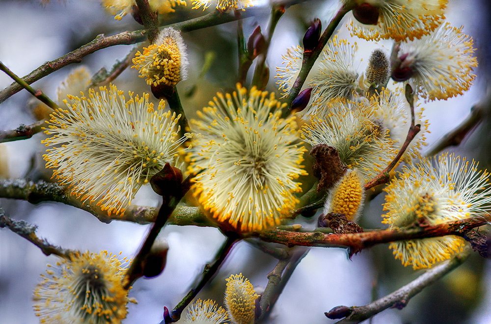 Weidenblüte