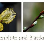 Weidenblüte und Blattknospen