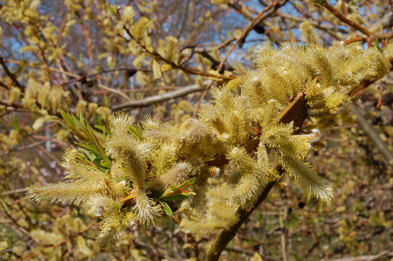 Weidenblüten