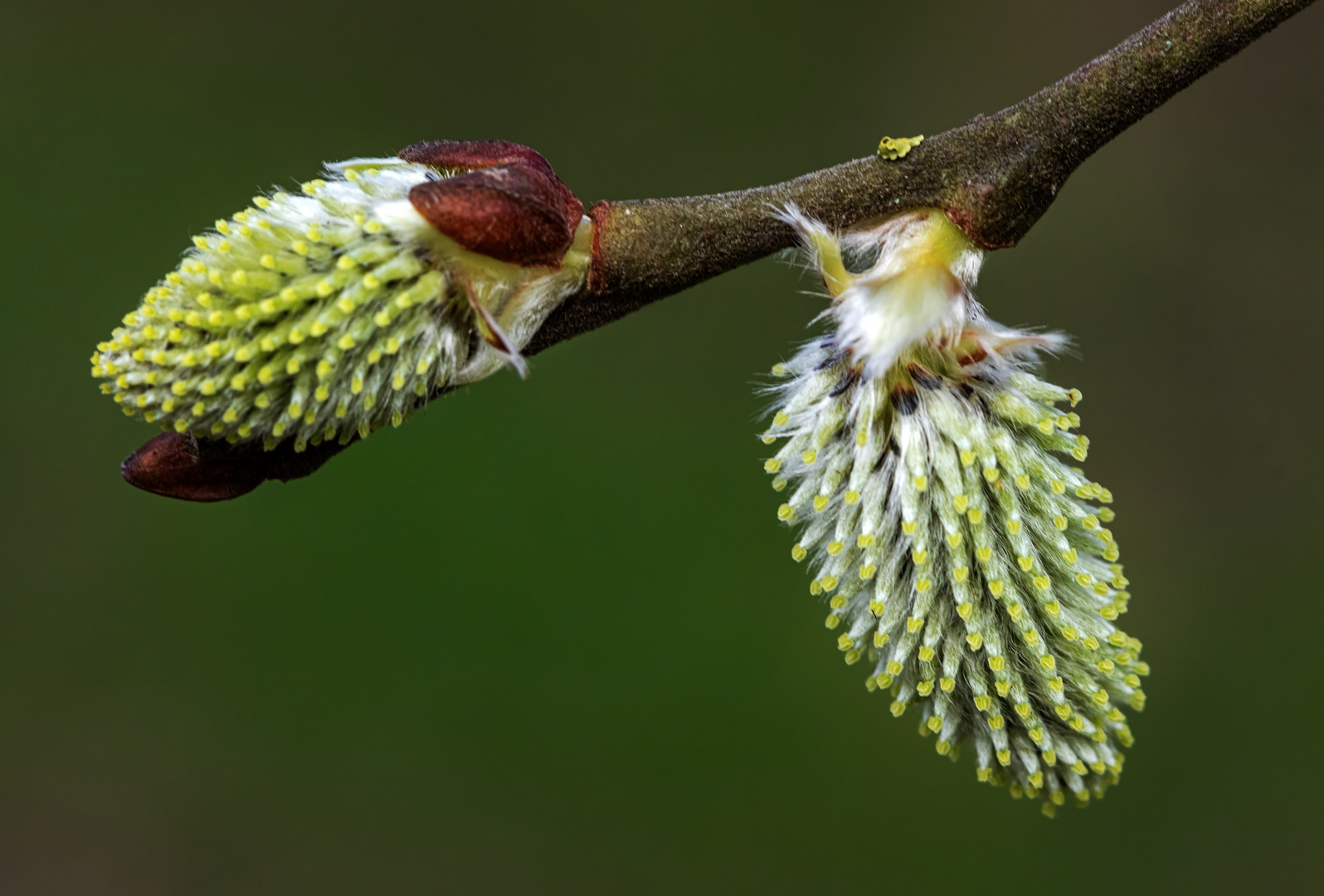 Weidenblüten