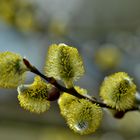 Weidenblüten