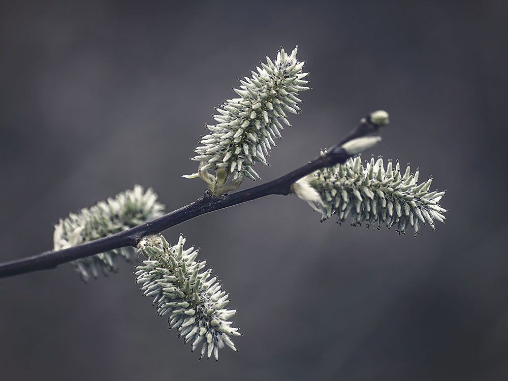 Weidenblüten