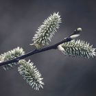 Weidenblüten