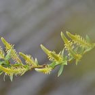 Weidenblüten.....