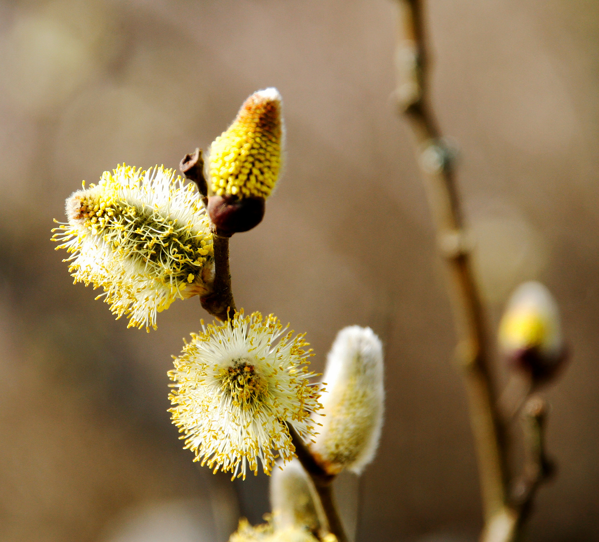 Weidenblüten