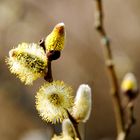 Weidenblüten