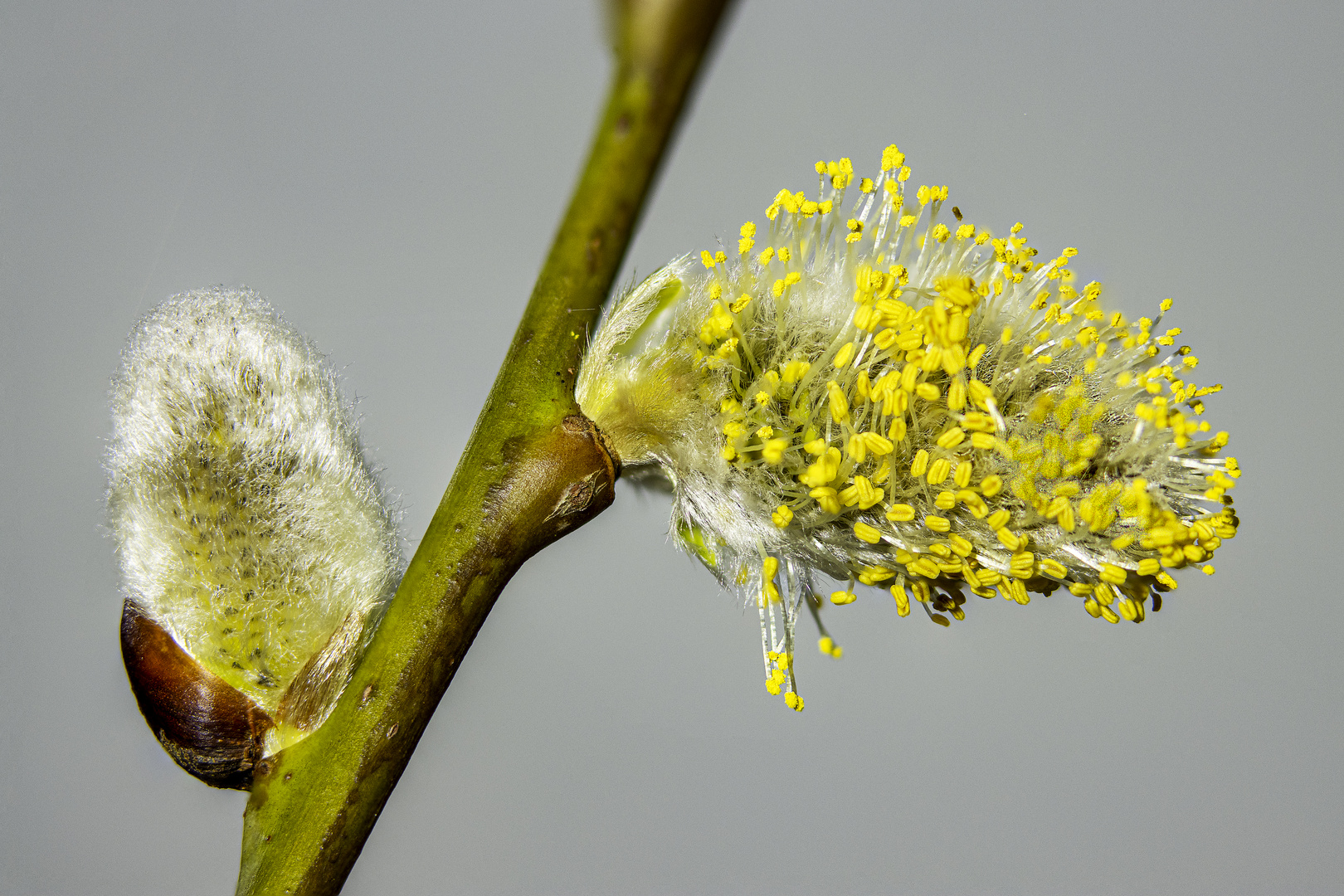 Weidenblüten.