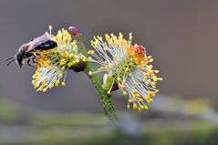 Weidenblüten mit Köhler Sandbiene ?