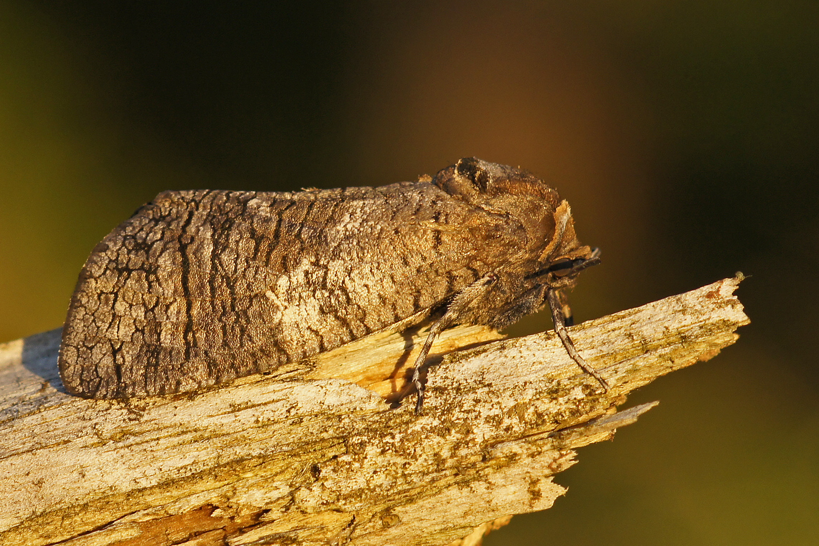 Weidenbohrer (Cossus cossus)