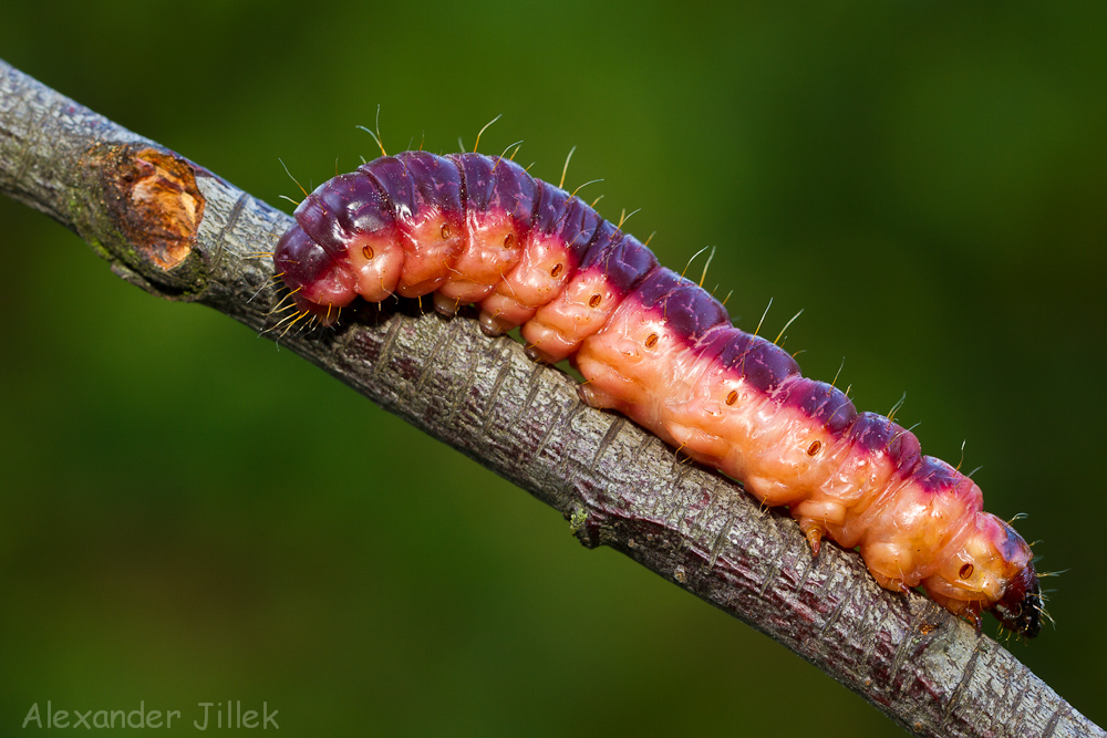 Weidenbohrer (Nachtfalter; Cossus Cossus)