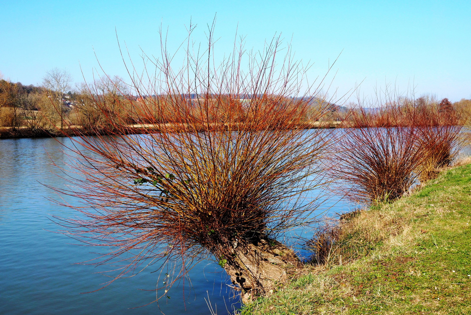 Weidenbusch am Neckarufer