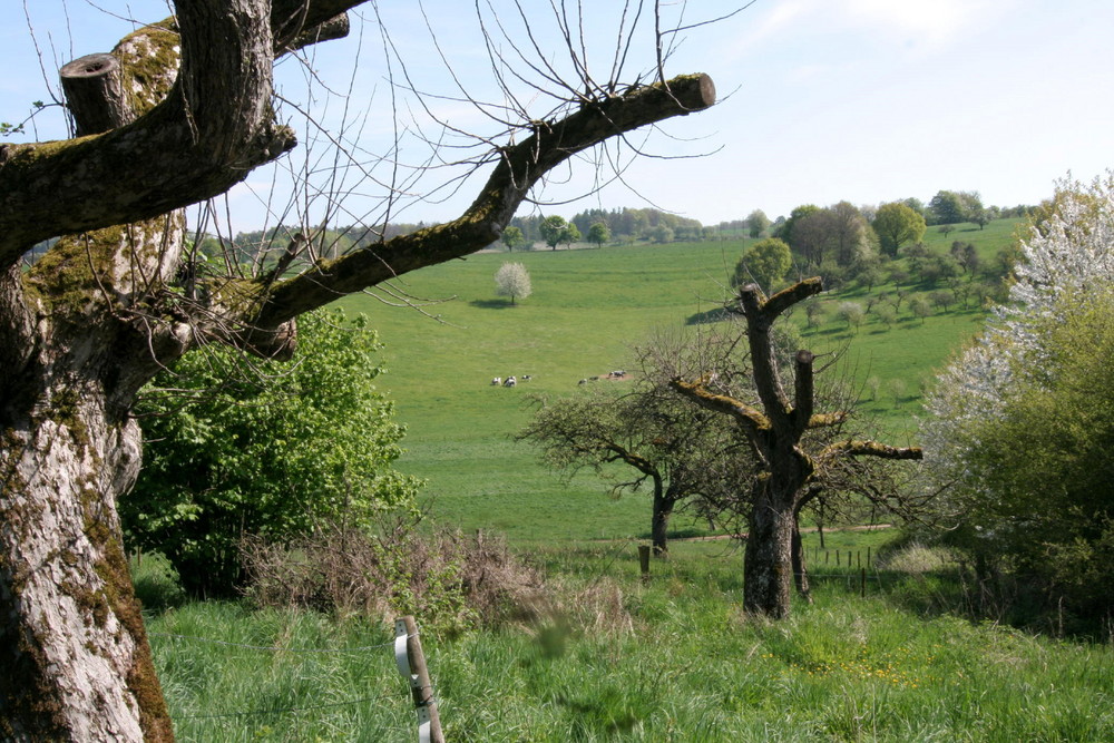 weidende Kühe