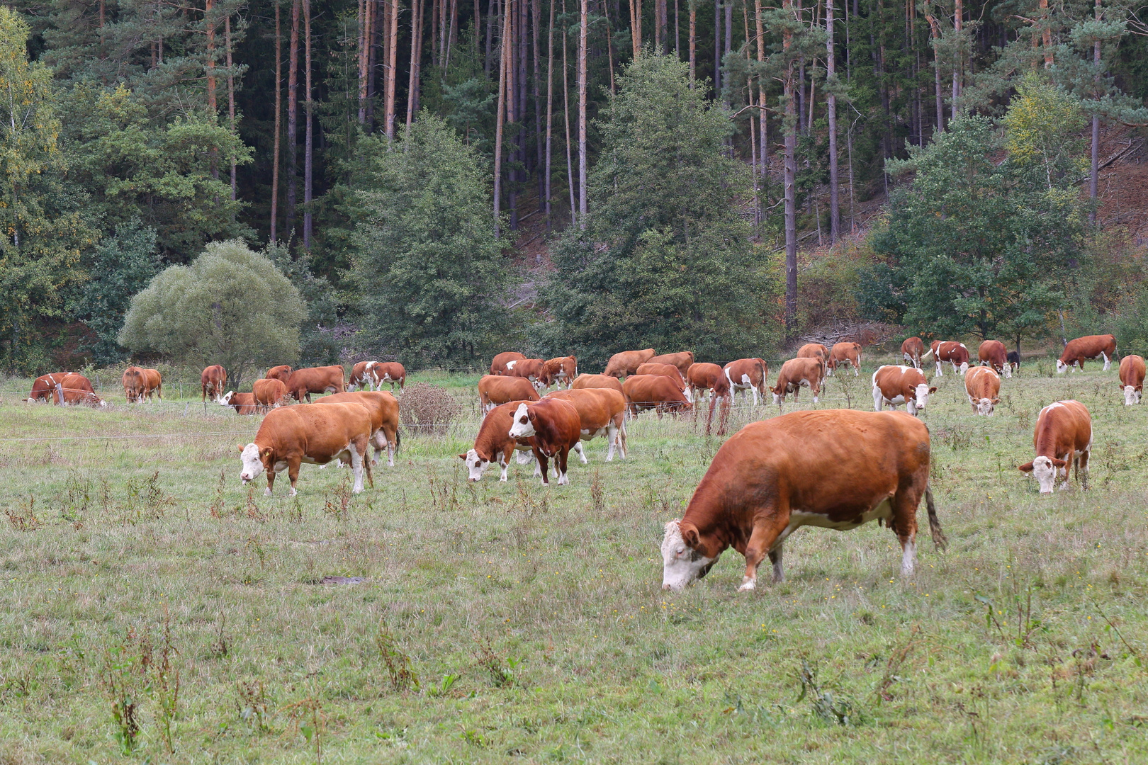 Weidende Kühe