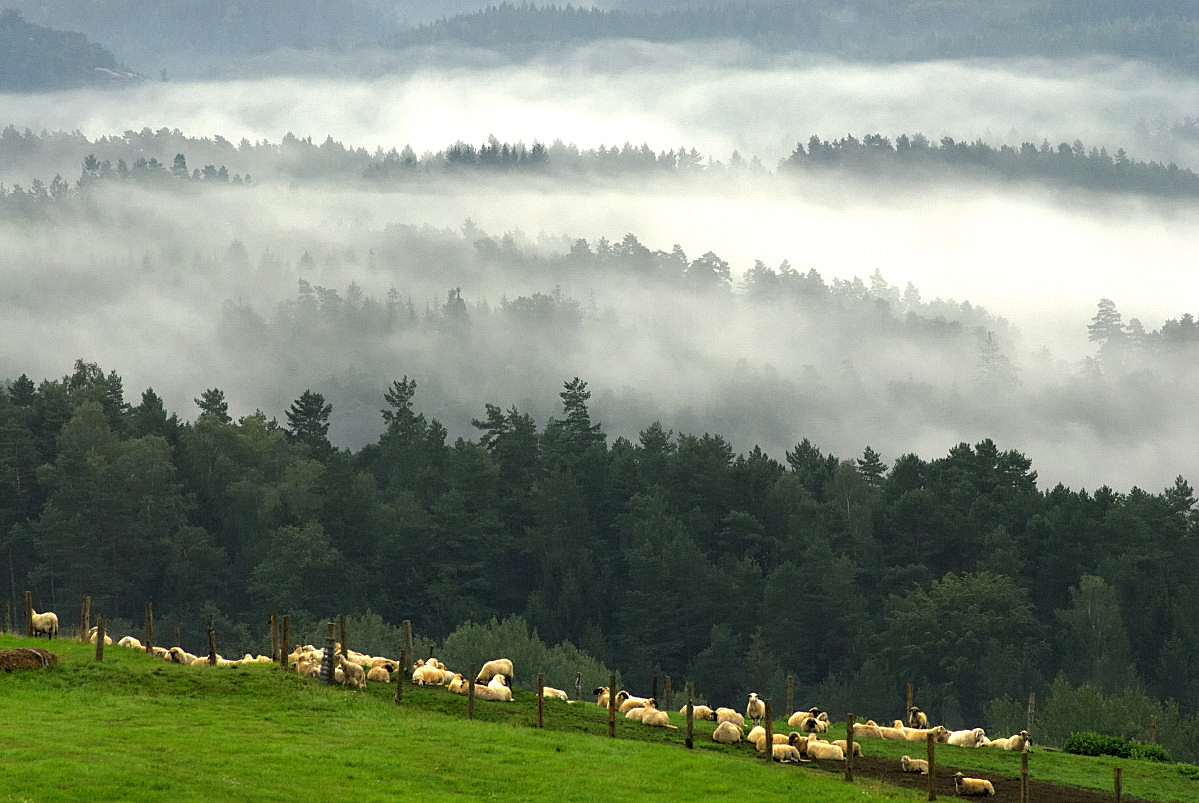 Weidende Schafe (Böhmische Schweiz)