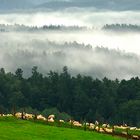 Weidende Schafe (Böhmische Schweiz)