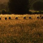 weidende Schafe in der Abendsonne