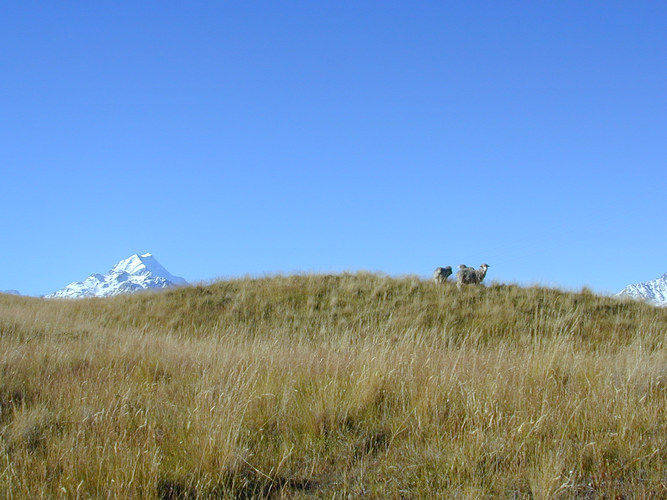 Weidende Schafe vor dem Mt Cook