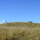 Weidende Schafe vor dem Mt Cook