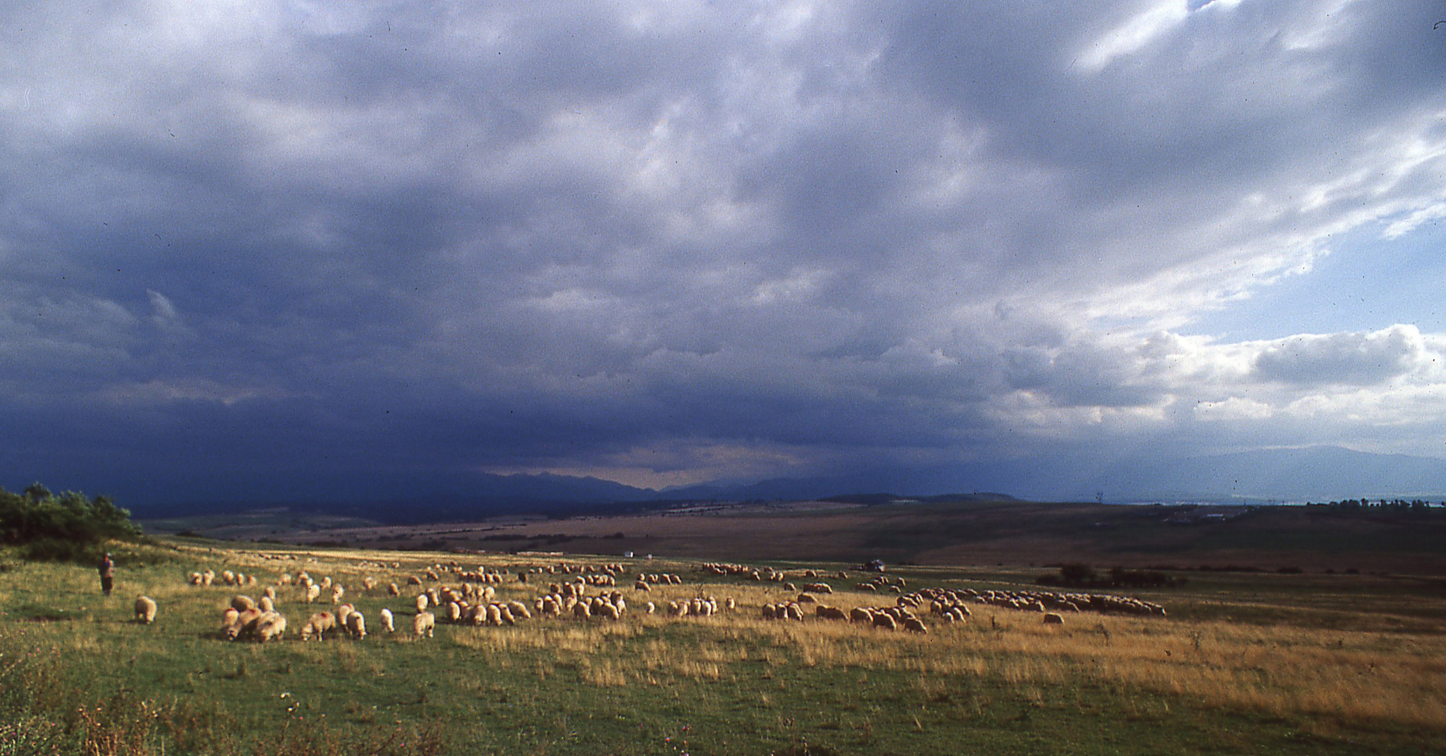 Weidende Schafherde