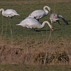 Weidende Schwäne auf einer Moorwiese