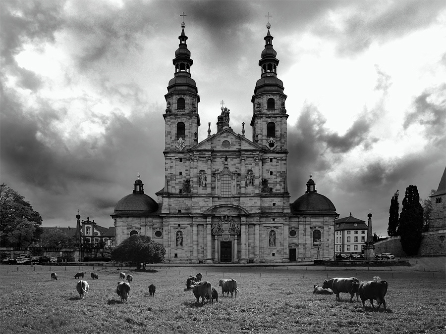 Weidendes Vieh vor dem Dom zu Fulda