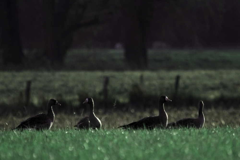 Weidene Wildgänse