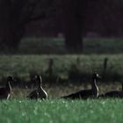 Weidene Wildgänse