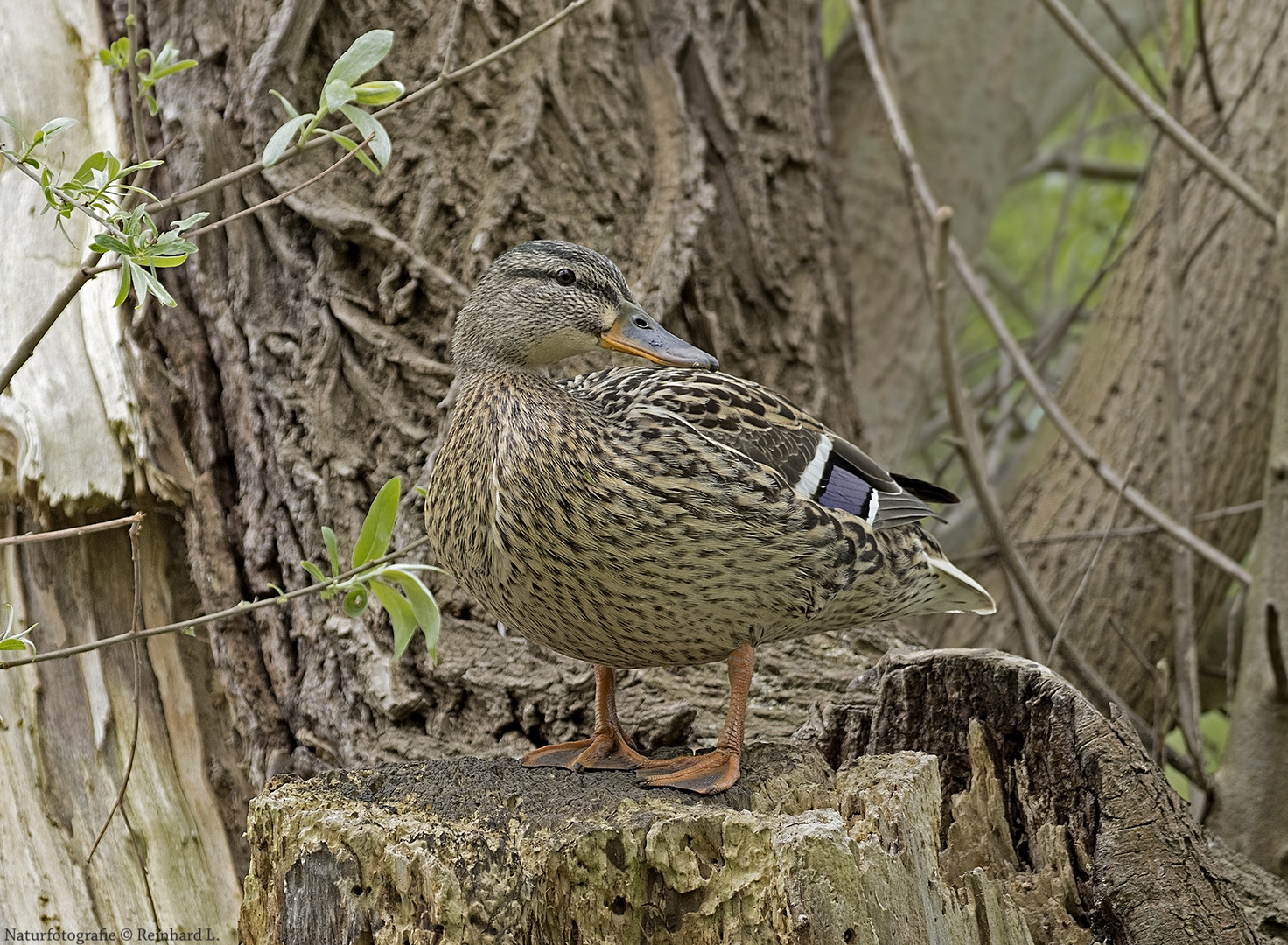   Weidenente