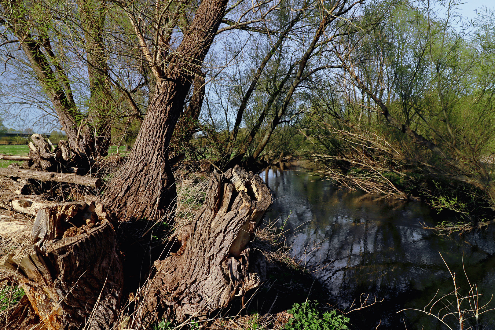 Weidengestrüpp am Fluss