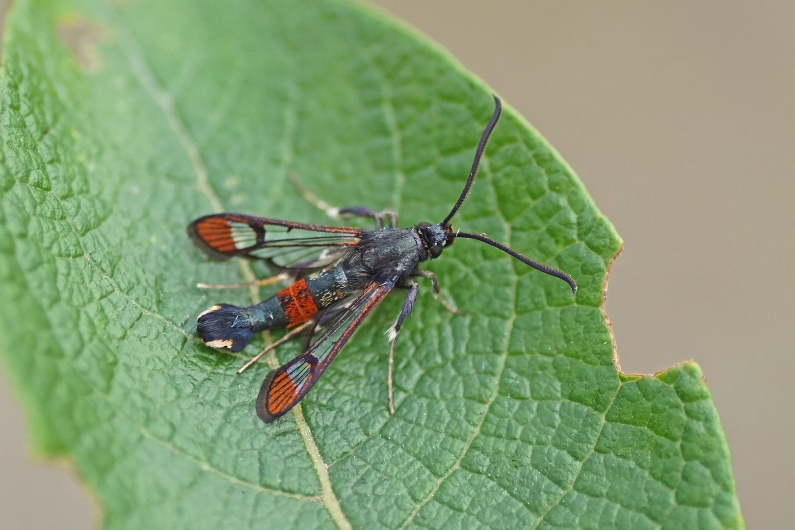 Weidenglasflügler (Synanthedon formicaeformis)