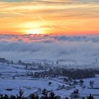 Weidenhahn im Nebel